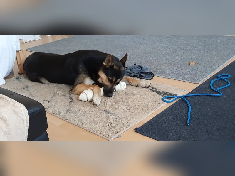 Deutscher Schaefer x Sibirian Husky Herzensgut Lebenslustig Kerngesund Vertraeglich