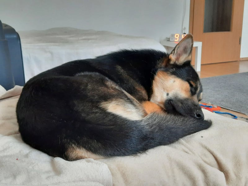 Deutscher Schaefer x Sibirian Husky Herzensgut Lebenslustig Kerngesund Vertraeglich