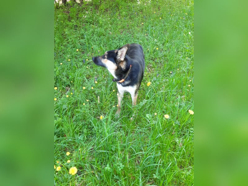 Deutscher Schaefer x Sibirian Husky Herzensgut Lebenslustig Kerngesund Vertraeglich