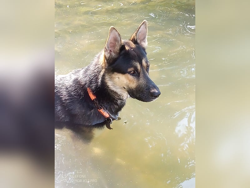 Deutscher Schaefer x Sibirian Husky Herzensgut Lebenslustig Kerngesund Vertraeglich