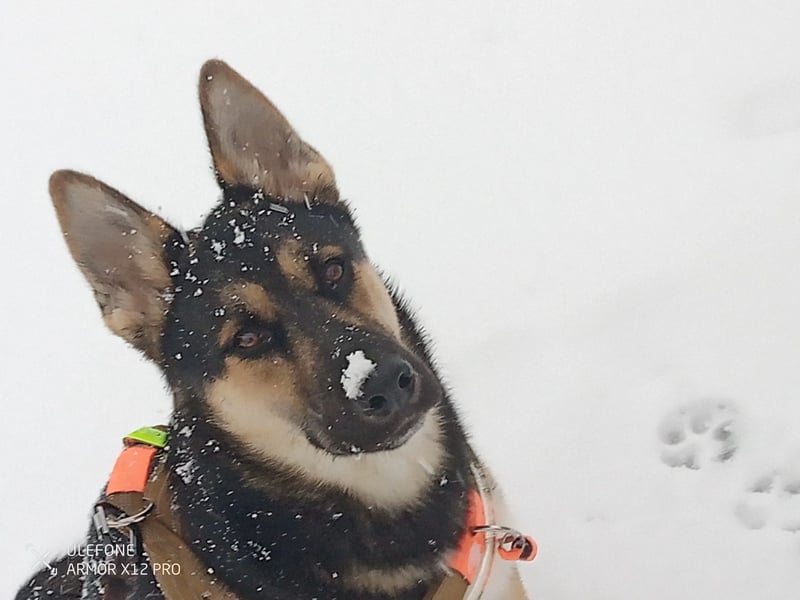 Deutscher Schaefer x Sibirian Husky Herzensgut Lebenslustig Kerngesund Vertraeglich