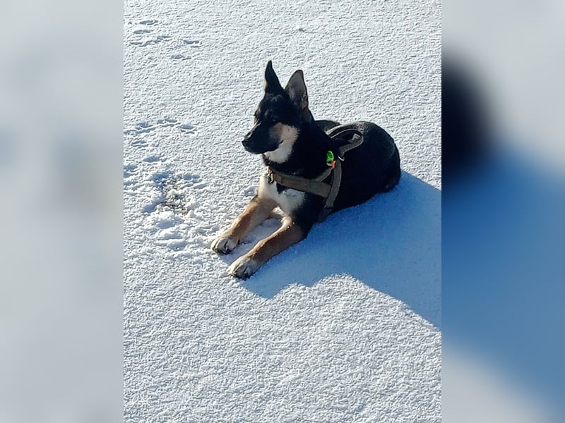 Deutscher Schaefer x Sibirian Husky Herzensgut Lebenslustig Kerngesund Vertraeglich