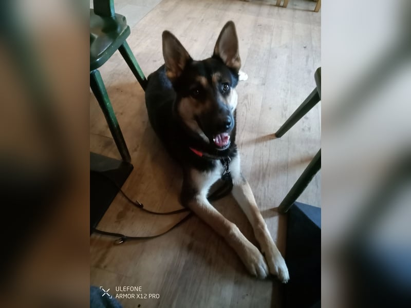 Deutscher Schaefer x Sibirian Husky Herzensgut Lebenslustig Kerngesund Vertraeglich