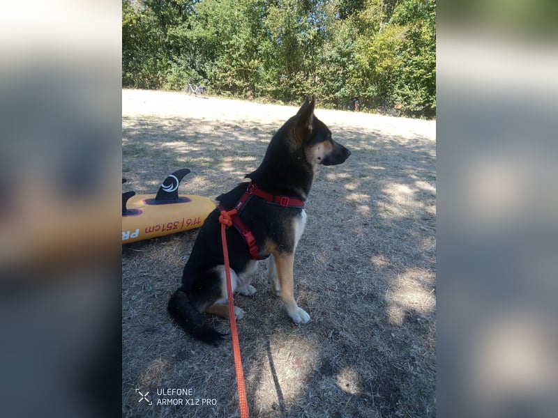 Deutscher Schaefer x Sibirian Husky Herzensgut Lebenslustig Kerngesund Vertraeglich