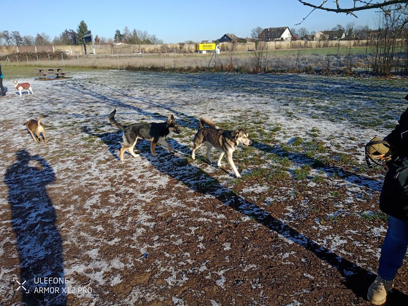 Deutscher Schaefer x Sibirian Husky Herzensgut Lebenslustig Kerngesund Vertraeglich