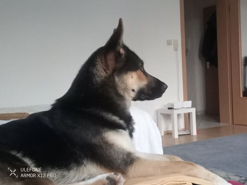 Deutscher Schaefer x Sibirian Husky Herzensgut Lebenslustig Kerngesund Vertraeglich