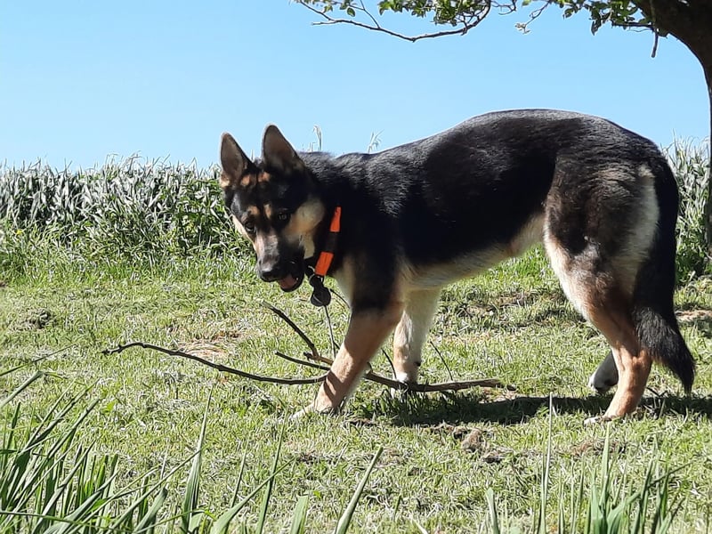 Deutscher Schaefer x Sibirian Husky Herzensgut Lebenslustig Kerngesund Vertraeglich