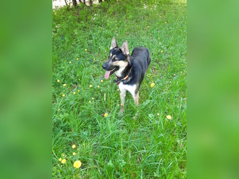 Deutscher Schaefer x Sibirian Husky Herzensgut Lebenslustig Kerngesund Vertraeglich