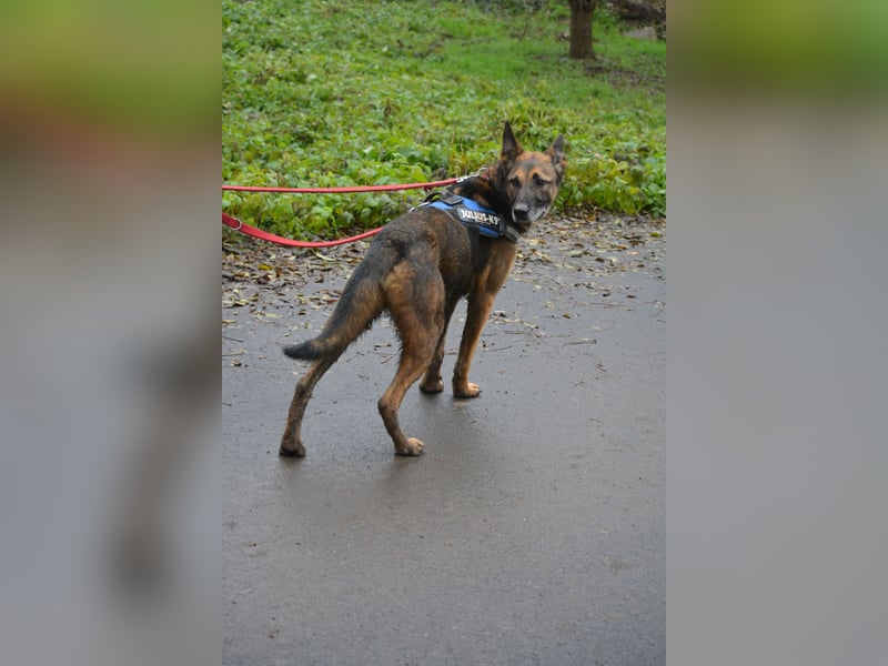 Aktiver, menschenbezogener Schäferhund „Joker“, ca. 2020 geboren
