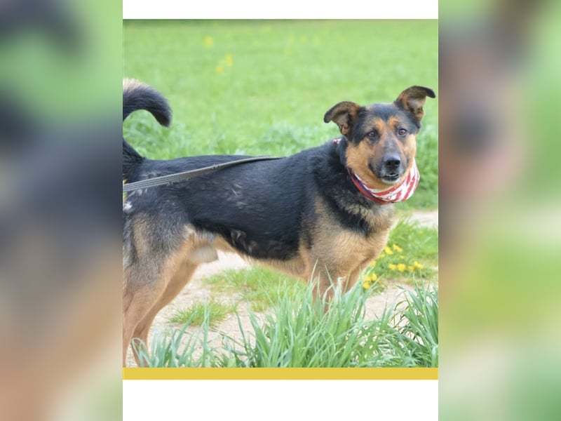 Dusty - Sehr menschenbezogener Schäferhund-Mischling, ca. 5 Jahre alt, treu und lieb