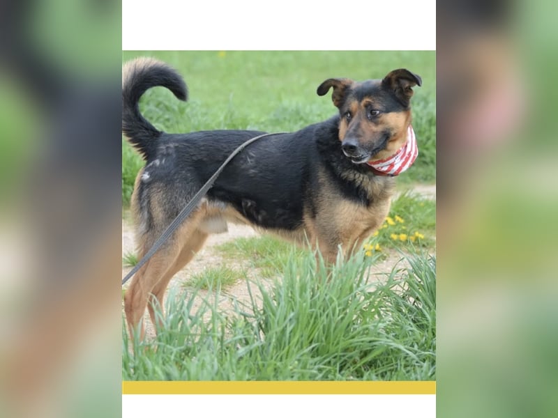 Dusty - Sehr menschenbezogener Schäferhund-Mischling, ca. 5 Jahre alt, treu und lieb