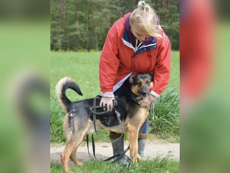 Dusty - Sehr menschenbezogener Schäferhund-Mischling, ca. 5 Jahre alt, treu und lieb