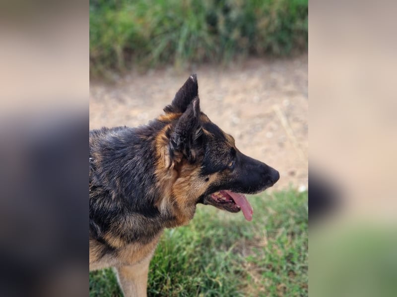 Mustang - Traumhafter Schäferhund, ca 5-6 Jahre