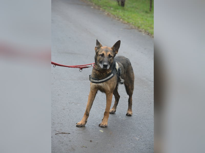 Aktiver, menschenbezogener Schäferhund „Joker“, ca. 2020 geboren