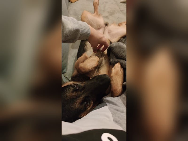 Fine - Hübsche Schäfer-Mix-Hündin sucht aktives Zuhause! -  auf PS in 04205 Leipzig