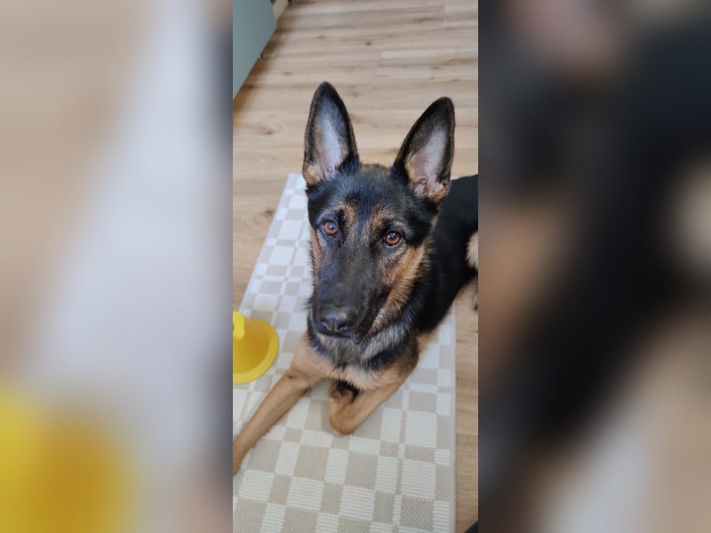 Fine - Hübsche Schäfer-Mix-Hündin sucht aktives Zuhause! -  auf PS in 04205 Leipzig