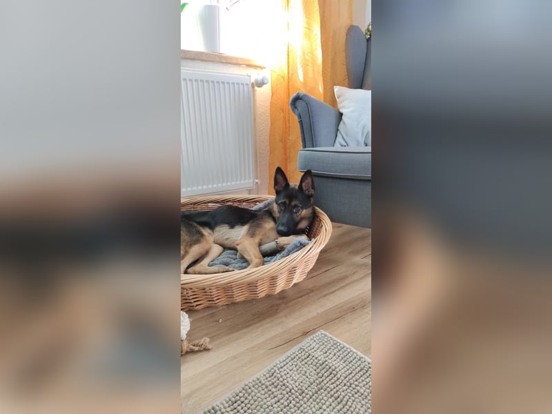 Fine - Hübsche Schäfer-Mix-Hündin sucht aktives Zuhause! -  auf PS in 04205 Leipzig