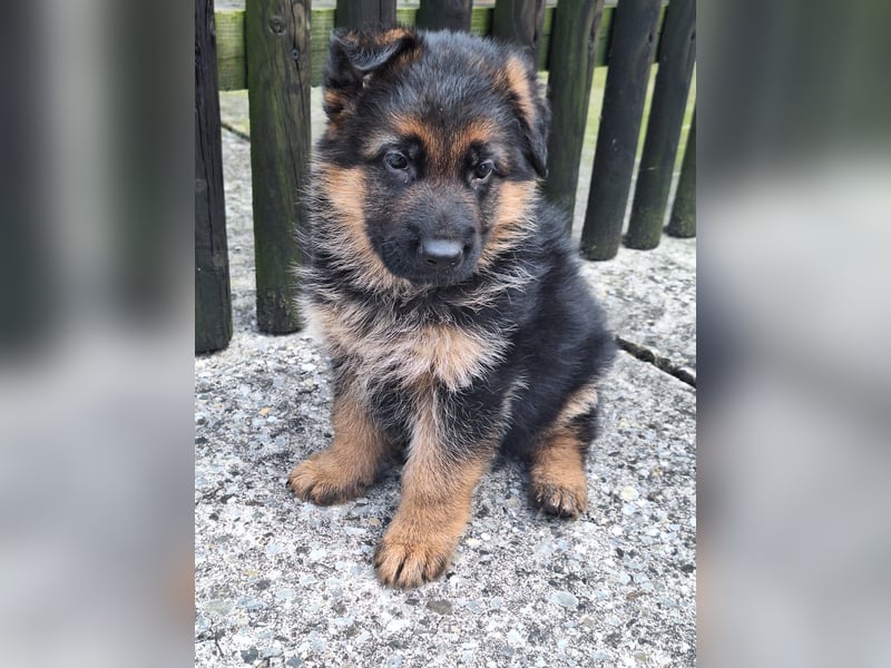 Deutsche Schäferhundwelpen aus der Familie,für die Familie
