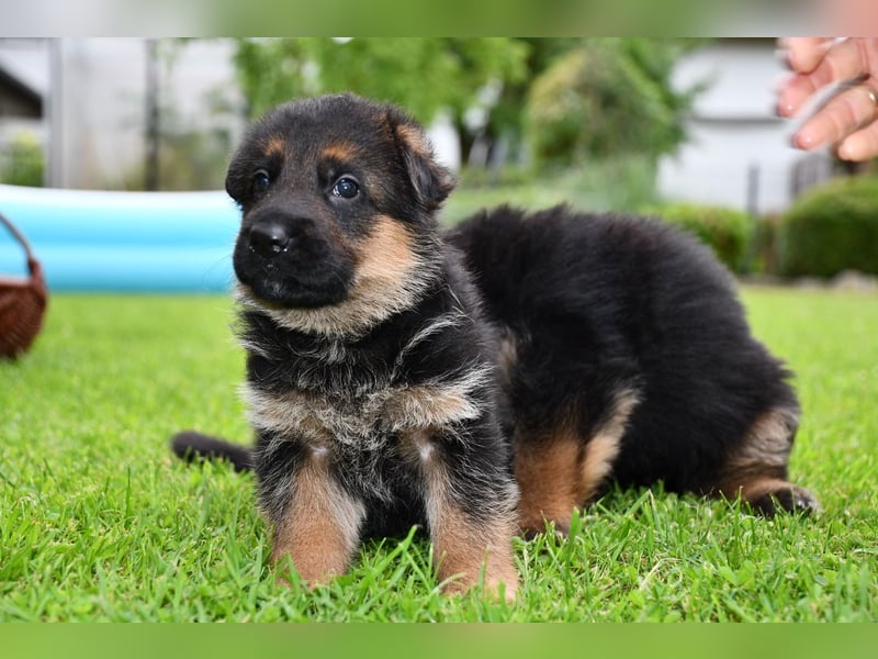 Deutsche Schäferhundwelpen aus der Familie,für die Familie