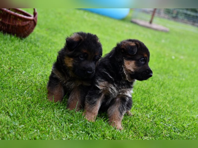 Deutsche Schäferhundwelpen aus der Familie,für die Familie