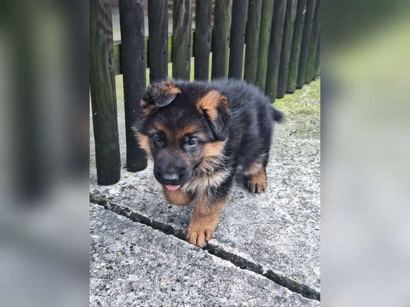 Deutsche Schäferhundwelpen aus der Familie,für die Familie