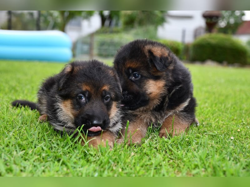 Deutsche Schäferhundwelpen aus der Familie,für die Familie