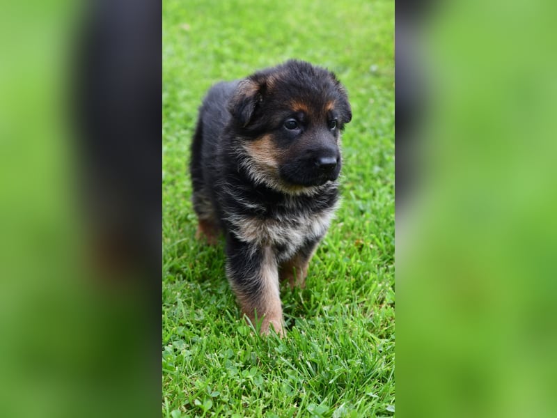 Deutsche Schäferhundwelpen aus der Familie,für die Familie
