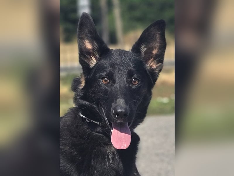 Illy, Traum für Schäferhundfreunde