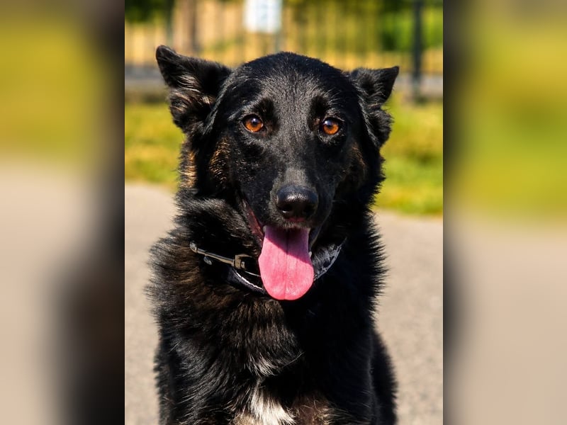 Illy, Traum für Schäferhundfreunde