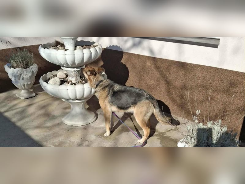 Aktive Hündin Moly sucht Menschen, die mit ihr die Welt entdecken