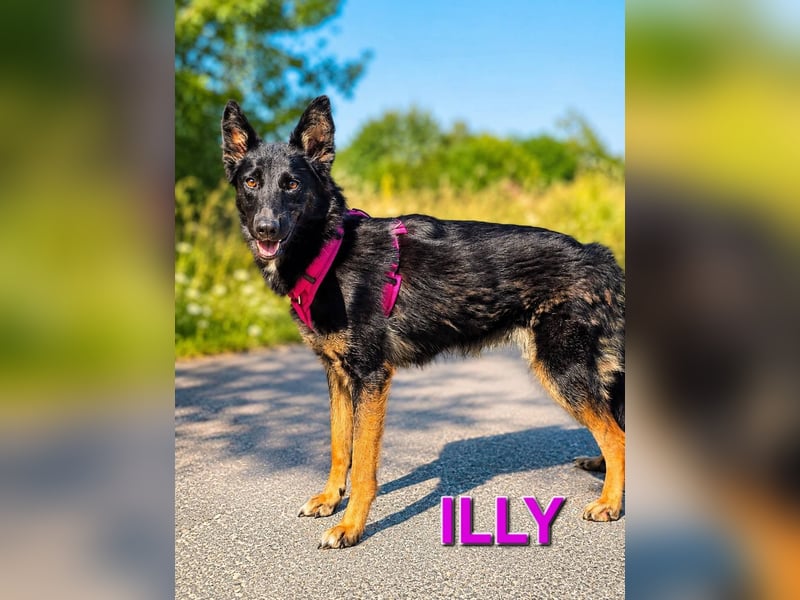 Illy, Traum für Schäferhundfreunde