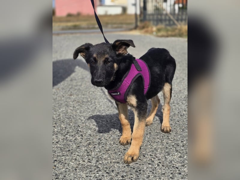 Rina, deutsches Schäferhund Mischlingsbaby