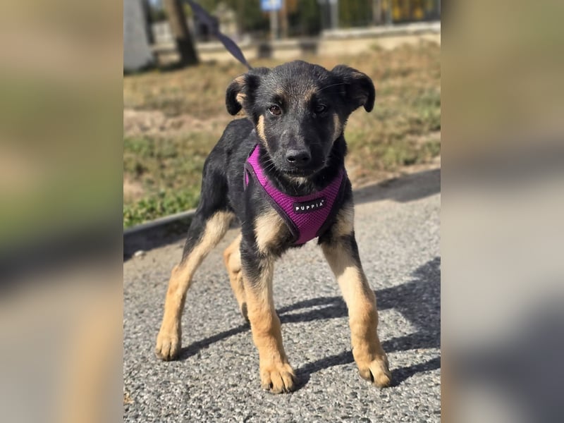 Rina, deutsches Schäferhund Mischlingsbaby