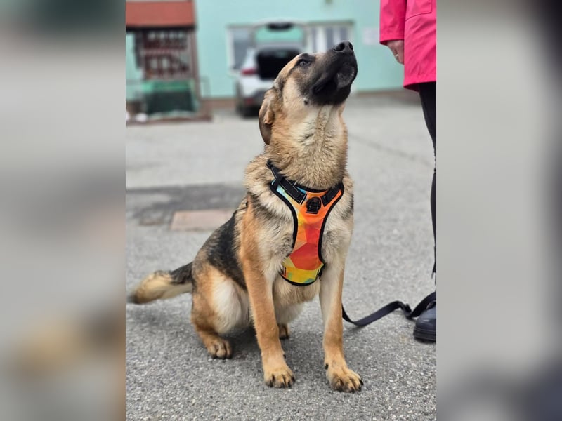 Reno - Deutscher Schäferhund-Mix sucht ein Zuhause