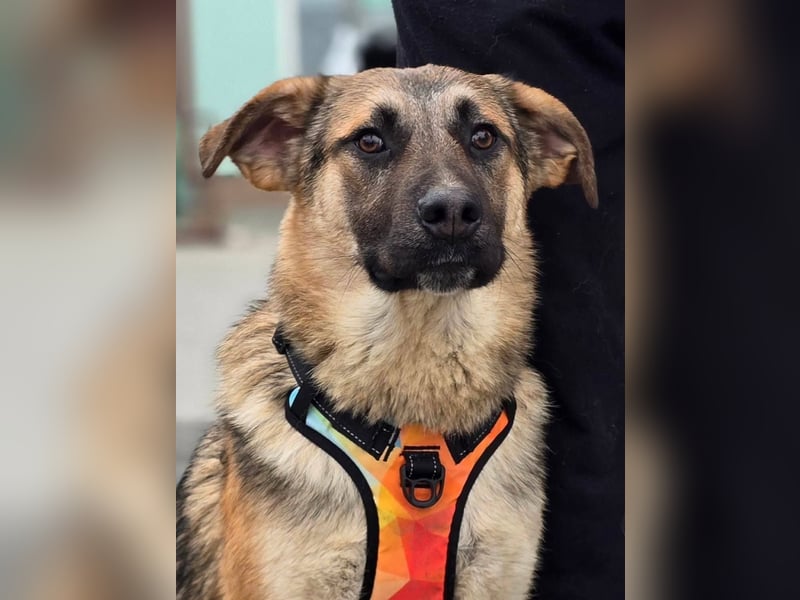 Reno - Deutscher Schäferhund-Mix sucht ein Zuhause