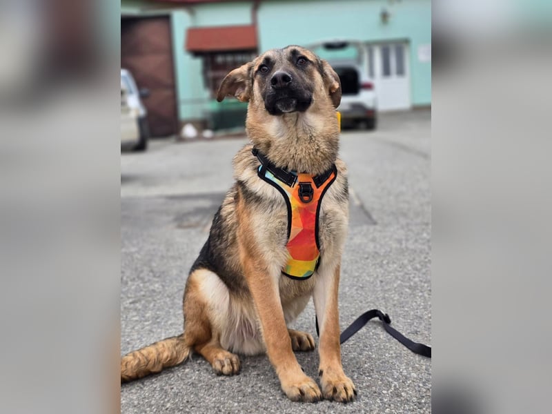 Reno - Deutscher Schäferhund-Mix sucht ein Zuhause