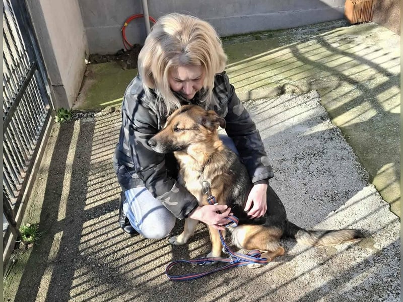 Aktive Hündin Moly sucht Menschen, die mit ihr die Welt entdecken