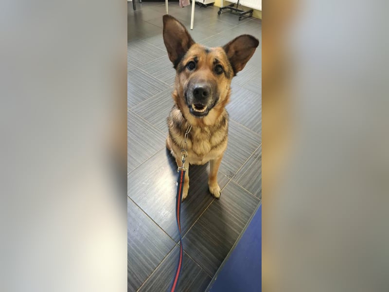 Aktive Hündin Moly sucht Menschen, die mit ihr die Welt entdecken