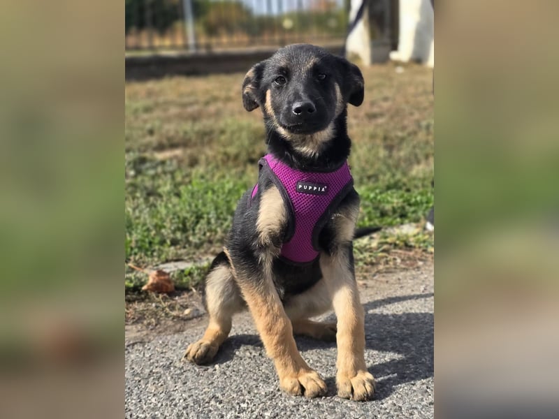 Rina, deutsches Schäferhund Mischlingsbaby