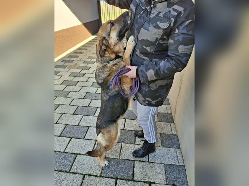 Aktive Hündin Moly sucht Menschen, die mit ihr die Welt entdecken