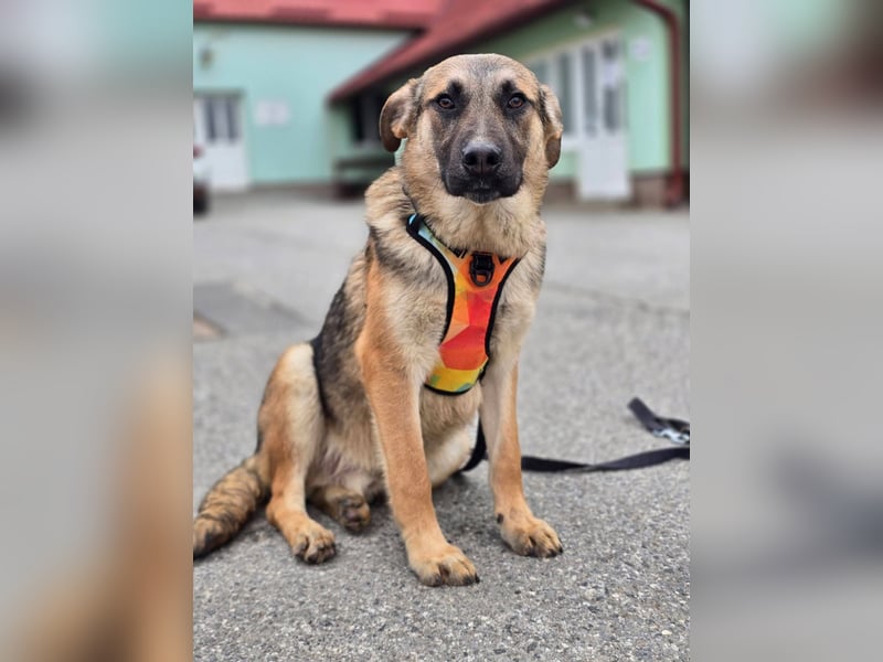 Reno - Deutscher Schäferhund-Mix sucht ein Zuhause