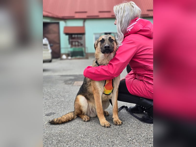 Reno - Deutscher Schäferhund-Mix sucht ein Zuhause