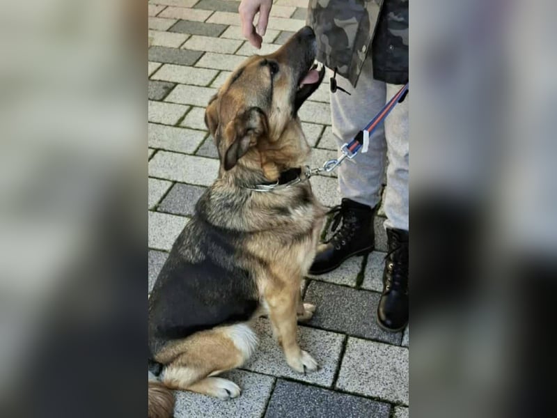 Aktive Hündin Moly sucht Menschen, die mit ihr die Welt entdecken