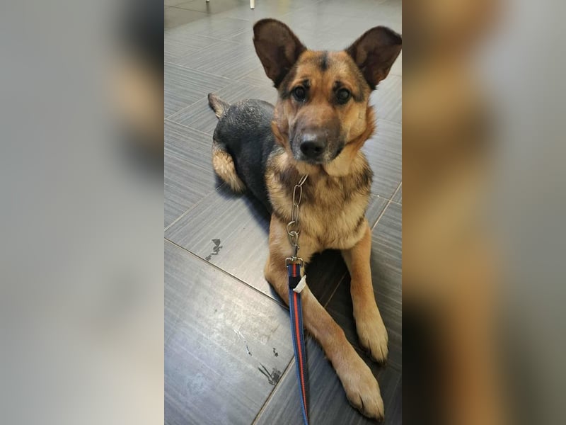 Aktive Hündin Moly sucht Menschen, die mit ihr die Welt entdecken