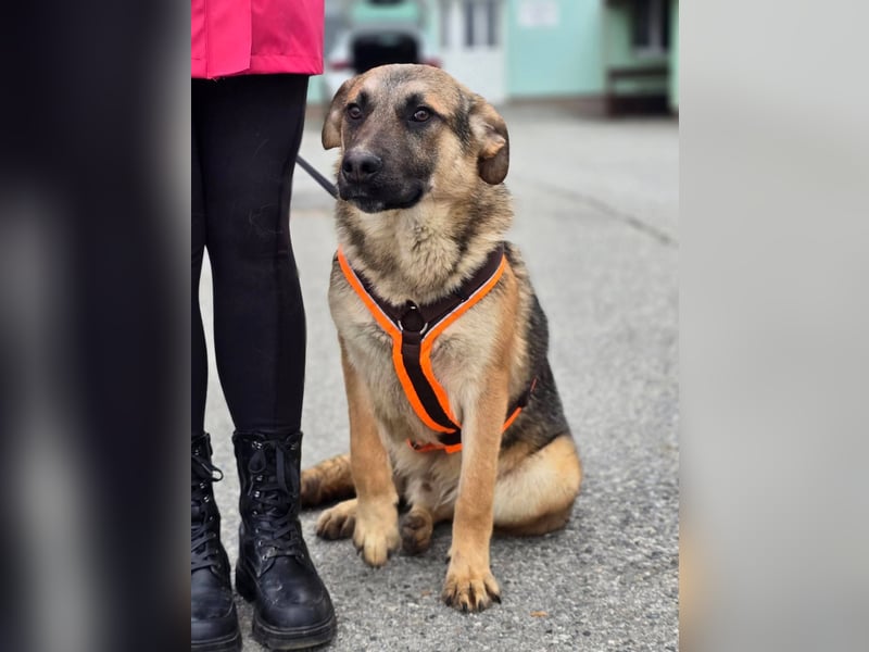 Reno - Deutscher Schäferhund-Mix sucht ein Zuhause