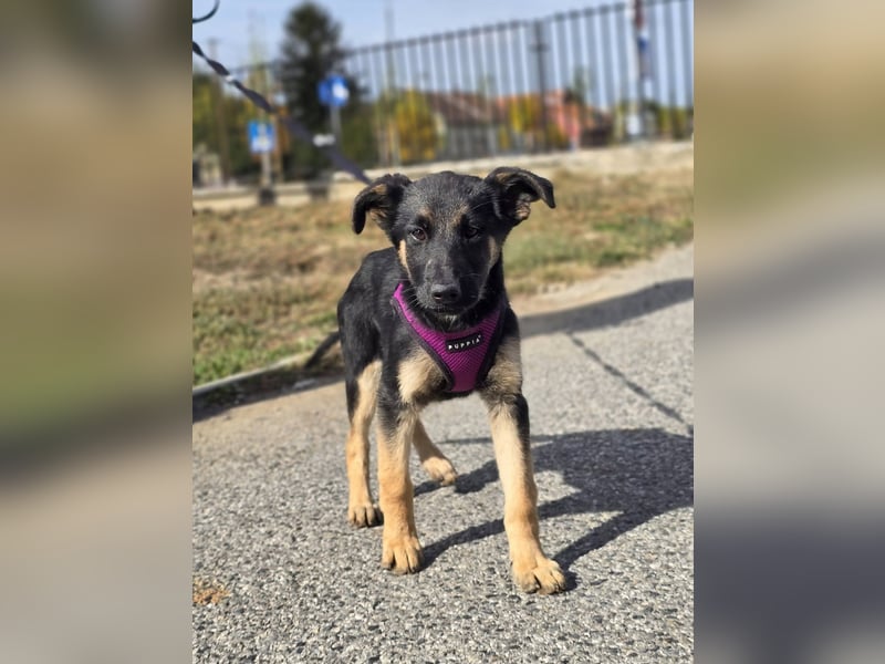 Rina, deutsches Schäferhund Mischlingsbaby