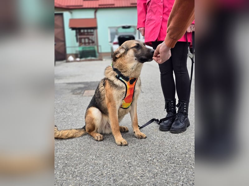 Reno - Deutscher Schäferhund-Mix sucht ein Zuhause