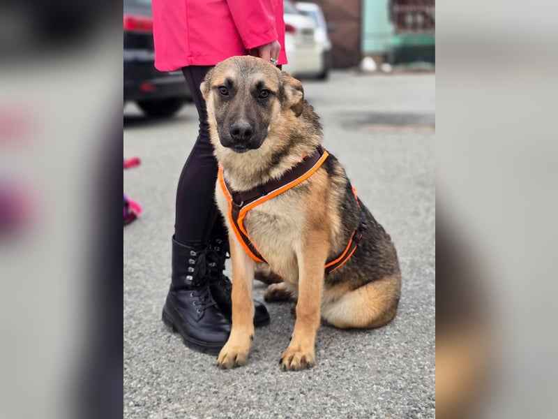 Reno - Deutscher Schäferhund-Mix sucht ein Zuhause