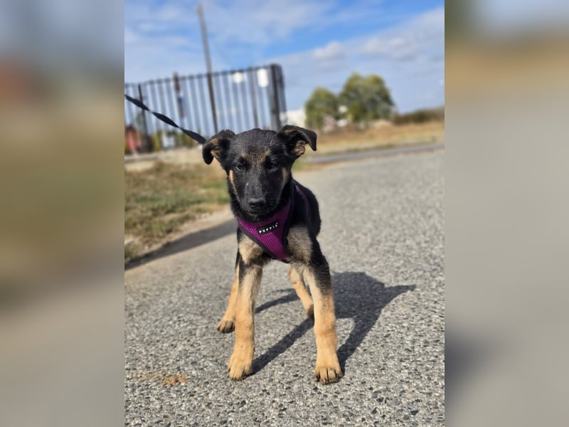 Rina, deutsches Schäferhund Mischlingsbaby
