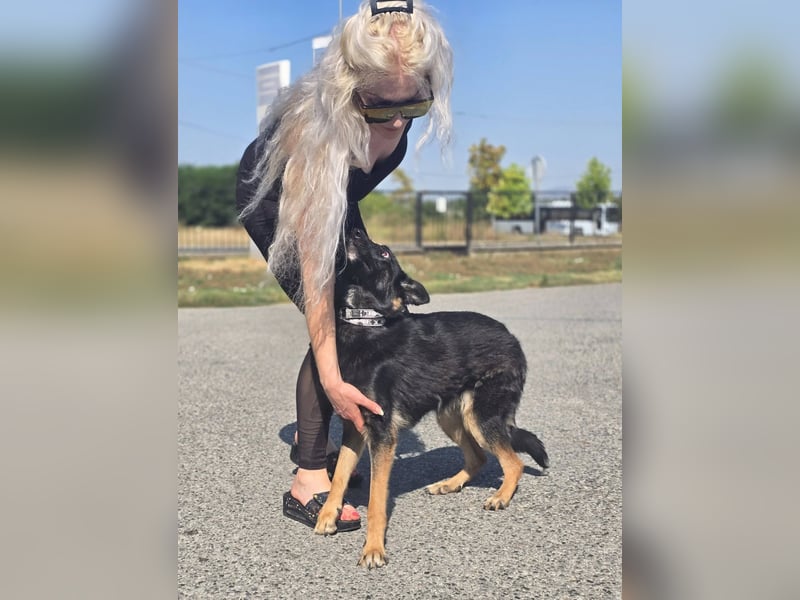Illy, Traum für Schäferhundfreunde